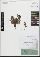 Foto von Salix alpina Scop.